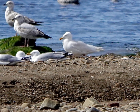 Iceland gull